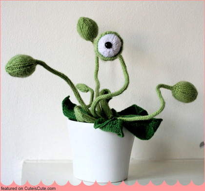 Cyclops Pot Plant