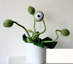 Cyclops Pot Plant
